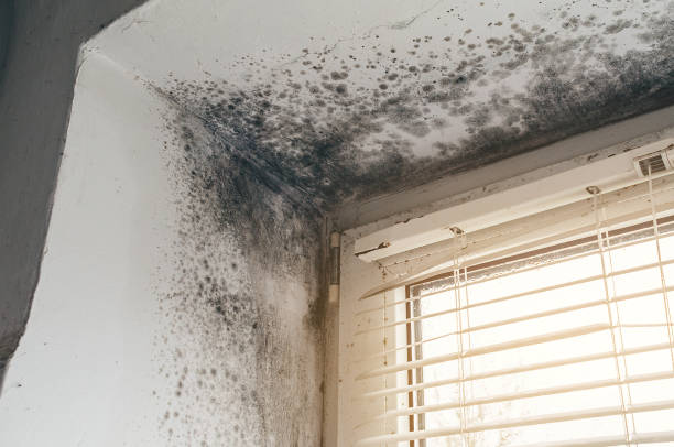 Affordable Attic Mold Remediation solutions in Willow Hill, PA
